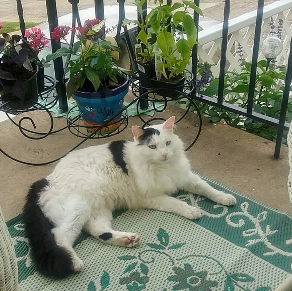 Meet your Posher, Carol - Picture 7 of 9